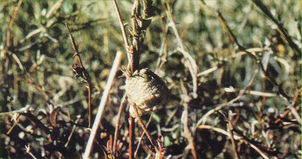 
First, you need to locate a mantis egg mass. You'll find them glued to briars, like this one.
